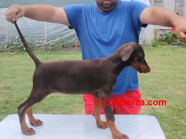 Stenci dobermana 