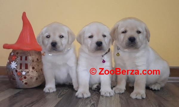 Prelepi, čistokrvni štenci labradora 