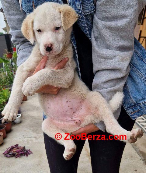 Mešanac labradora, štene na poklon