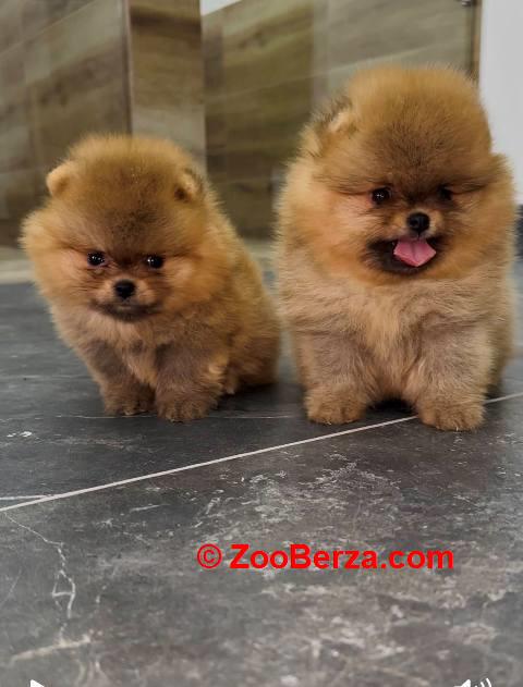 Pomeranci vrhunskog kvaliteta