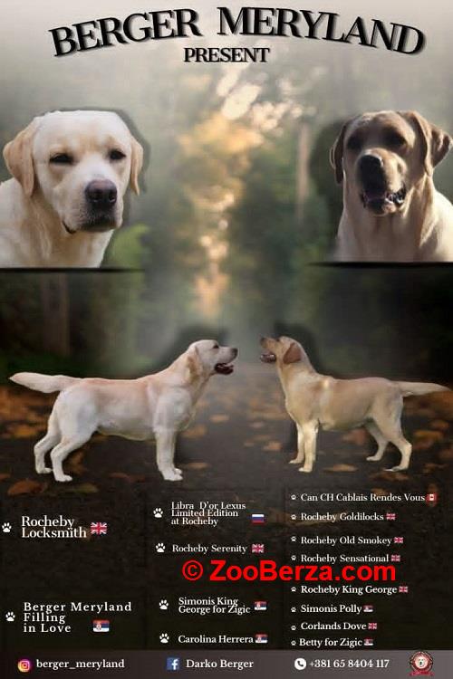 Stenci LABRADOR retrivera 