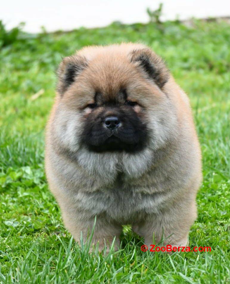 Chow Chow Cau Cau Čau Čau