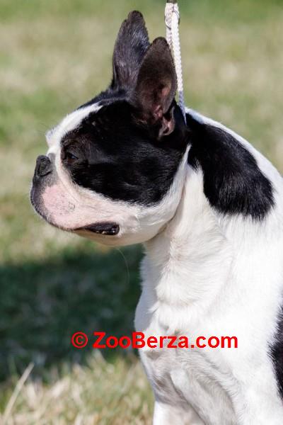 Boston terrier zreli muzjak
