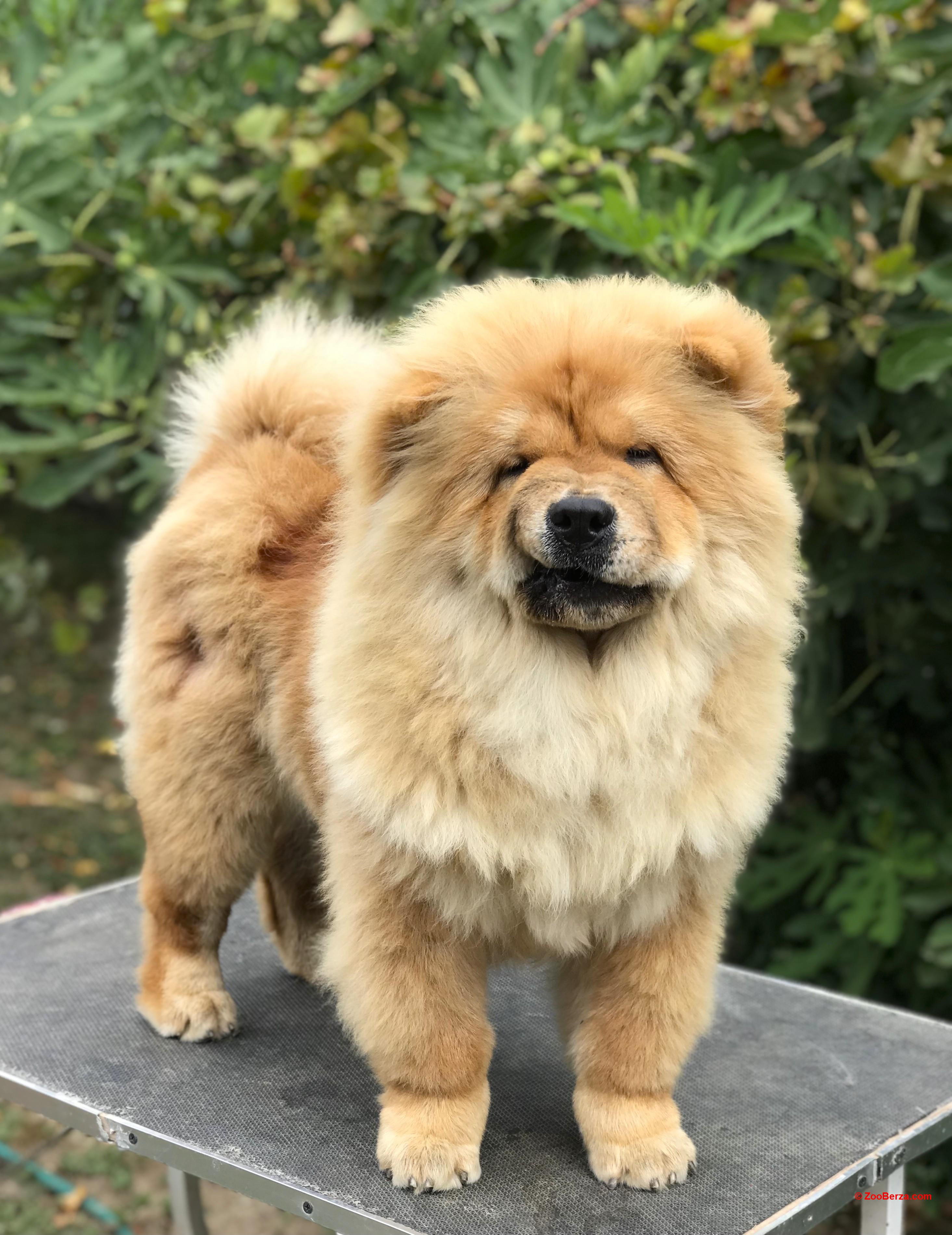 Chow Chow / Čau Čau štenci!