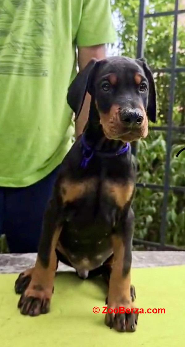 Doberman štenci, šampionskog porekla 