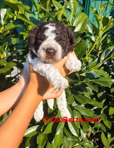 Lagotto Romagnolo štenci