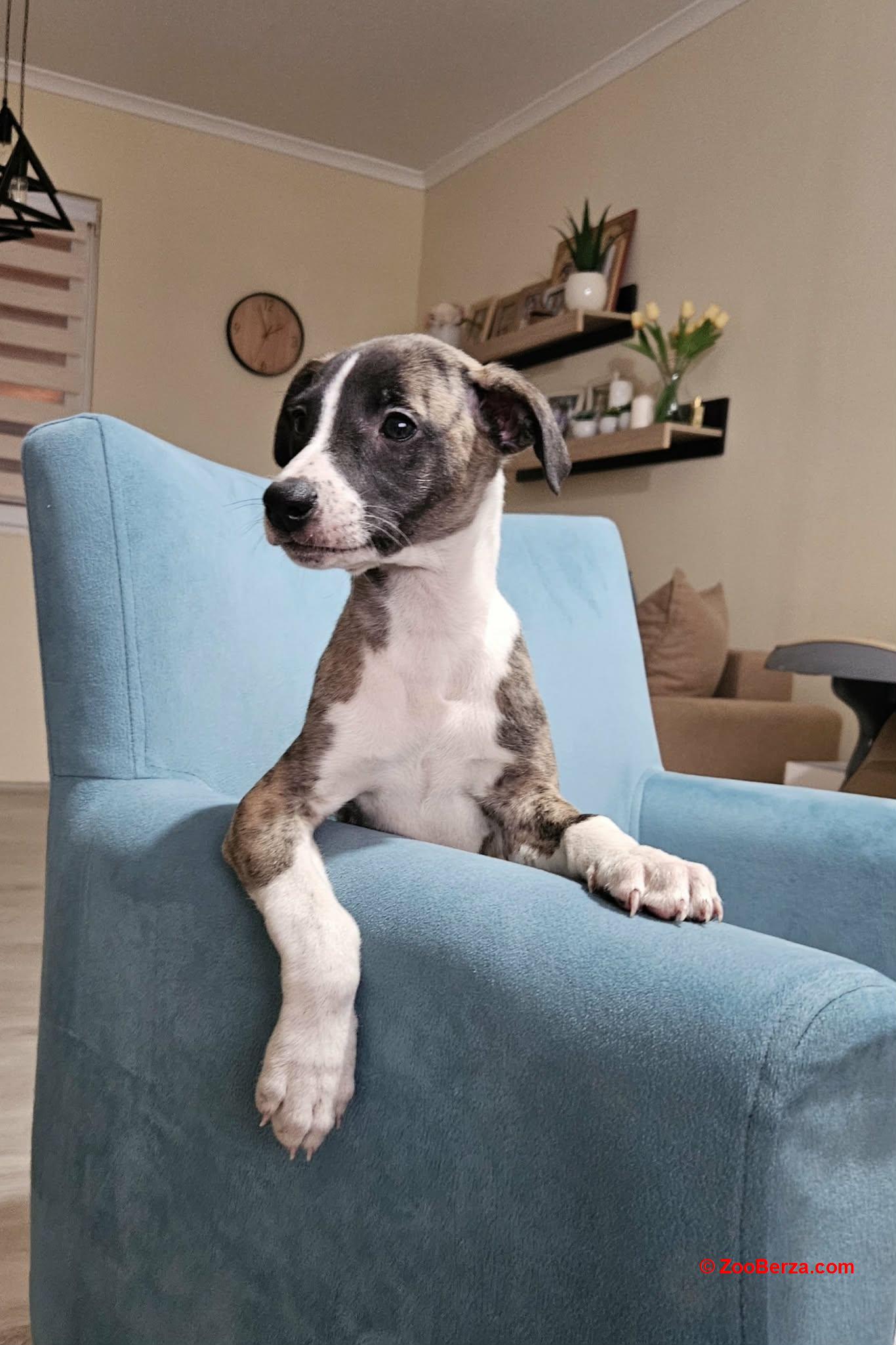 Persijski hrt saluki štenci 