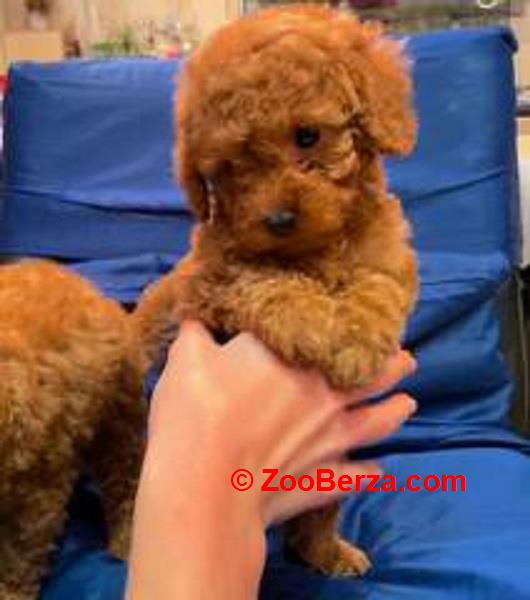 Prelepe patuljaste i toy pudle