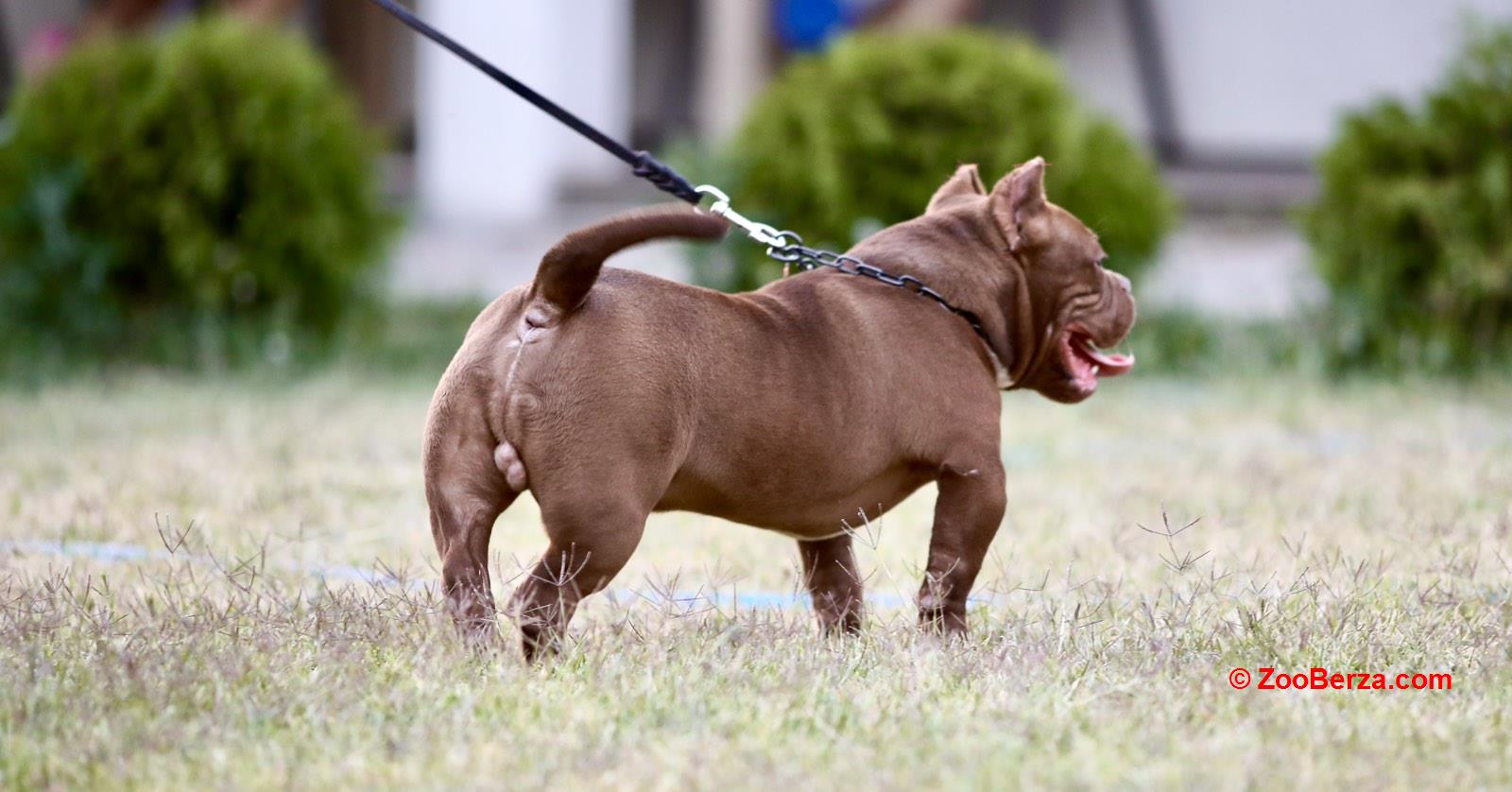 Microbully štenci