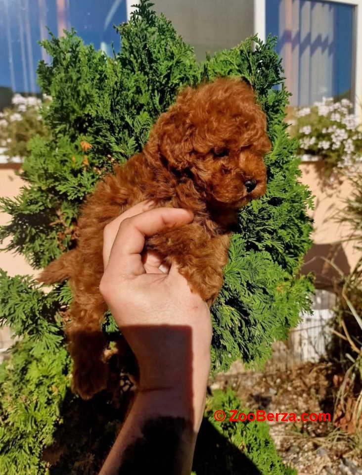 Najmanje pudle, od najlepsih roditelja u Evropi  