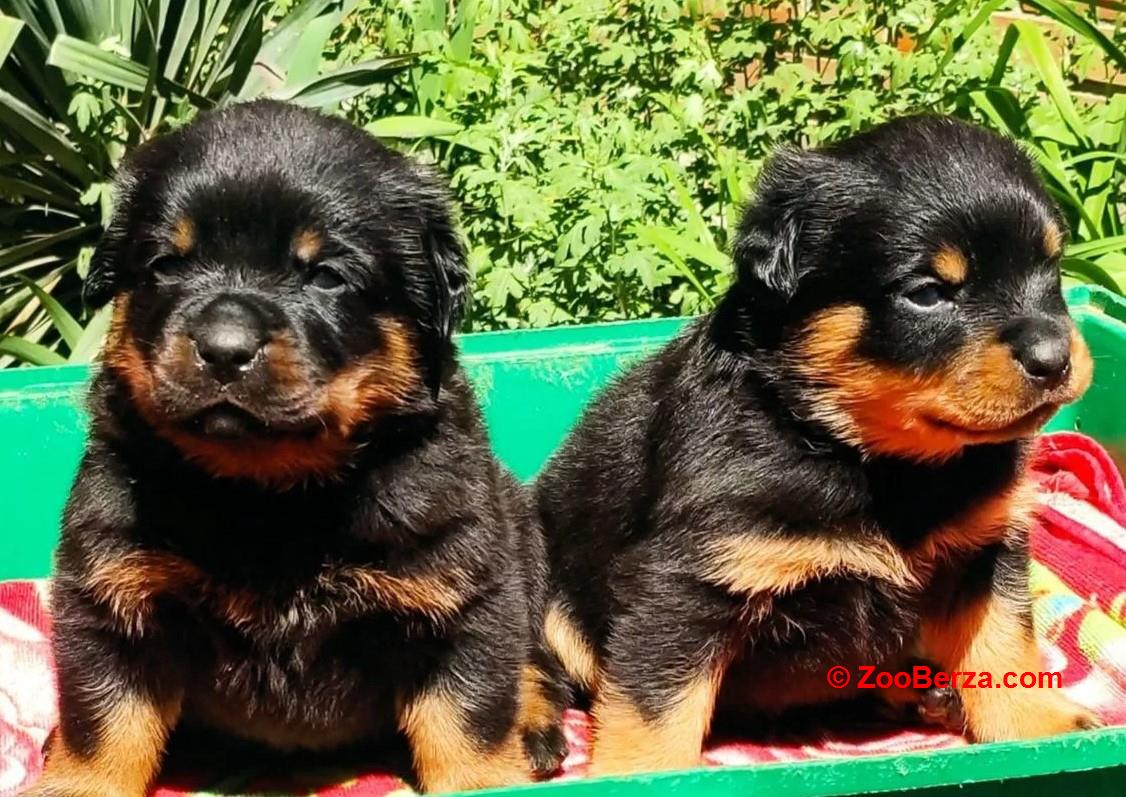 Rotvajler i Cane Corso štenci