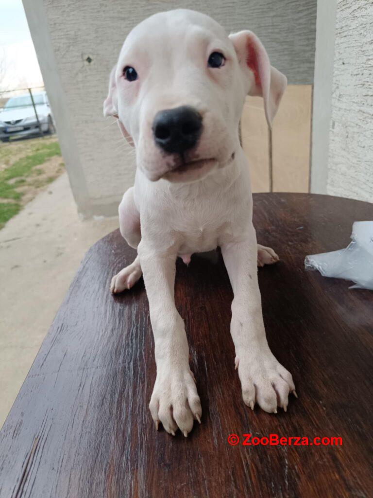 Dogo Argentino štenci