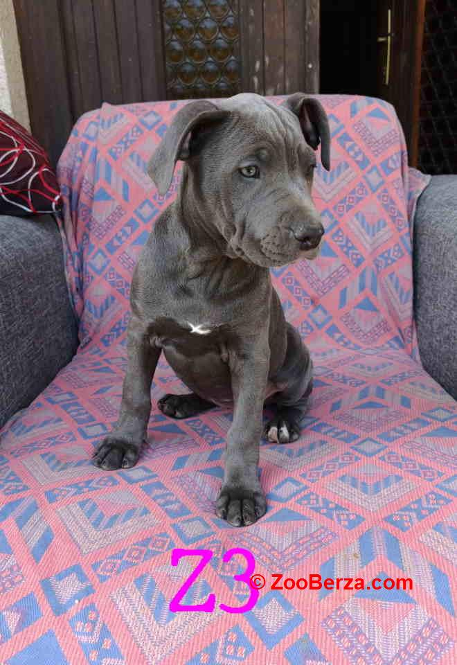 Pitbul Blue Nose stenci 