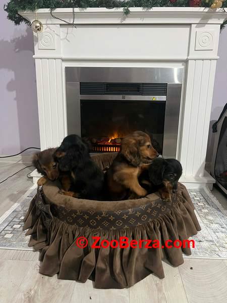 Dugodlaki patuljasti jazavičari štenci 