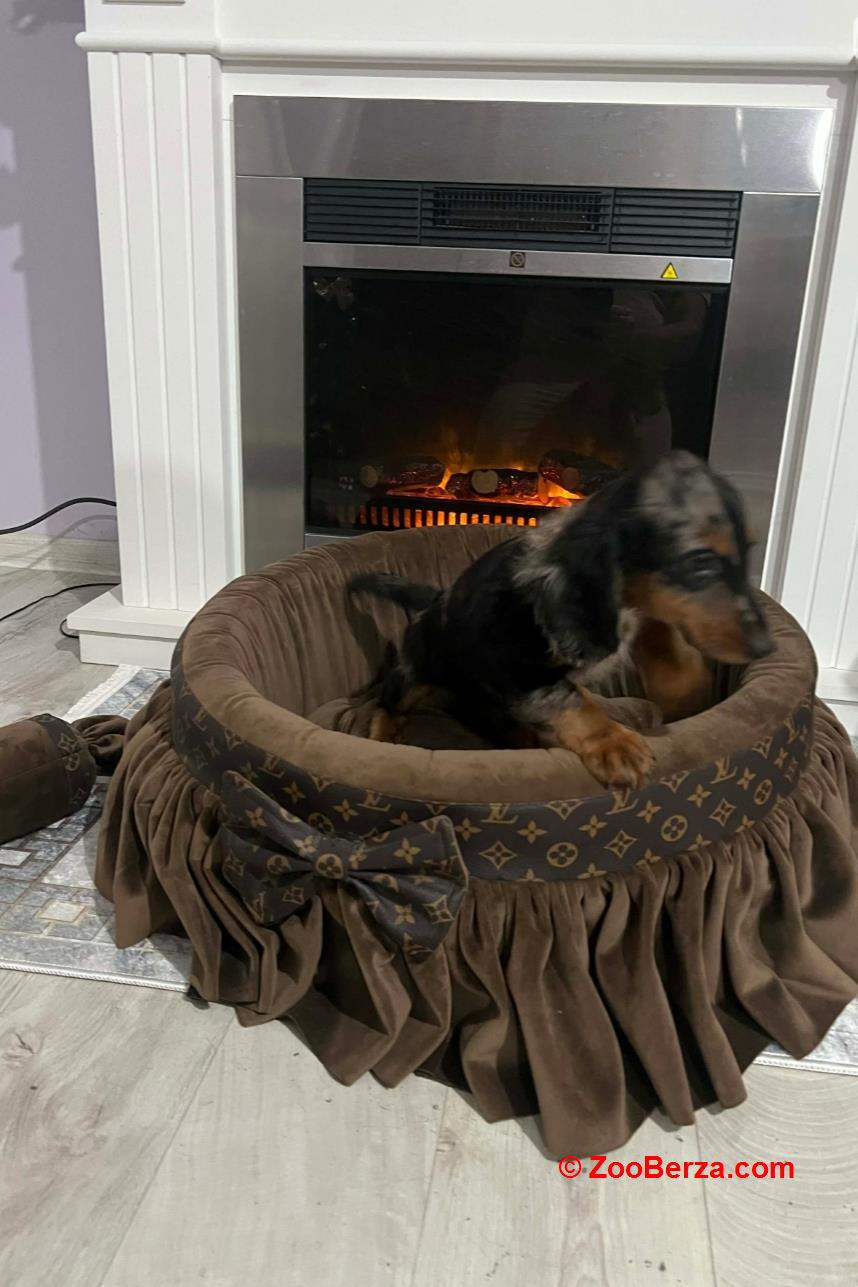 Patuljasti dugodlaki jazavičar, merle ženka 