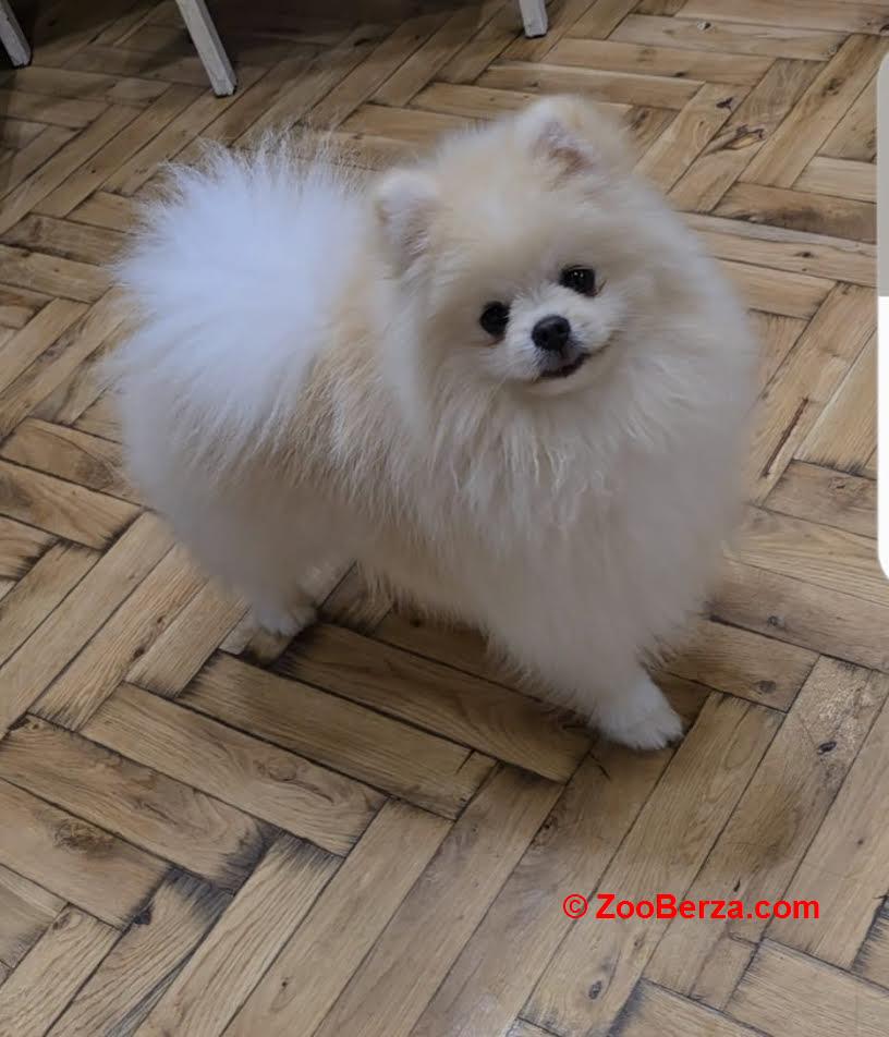 Pomeranac, prelepi Boo štenci 
