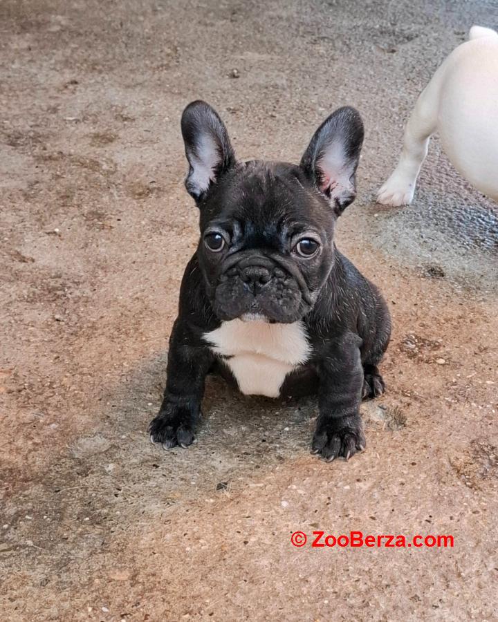 Francuski Buldog prelepi štenci