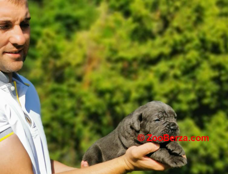Cane Corso Kane Korso