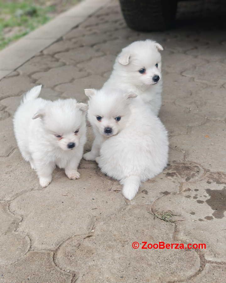 Nemački špic, štenci snežno bele boje 