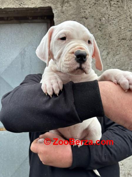 Dogo Argentino štenci