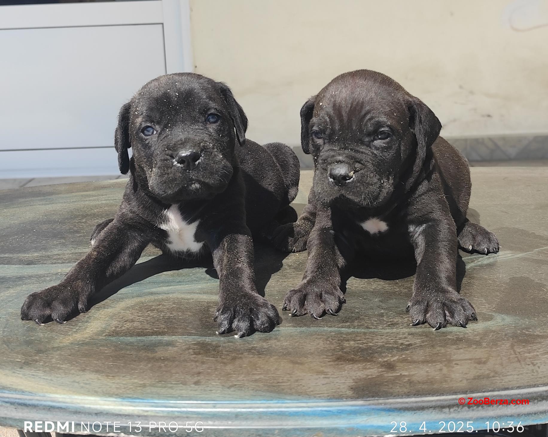 Kane korso Cane corso