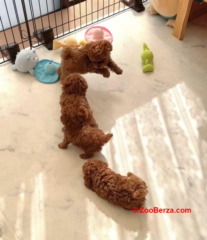 Najmanje pudle, od najlepsih roditelja u Evropi  