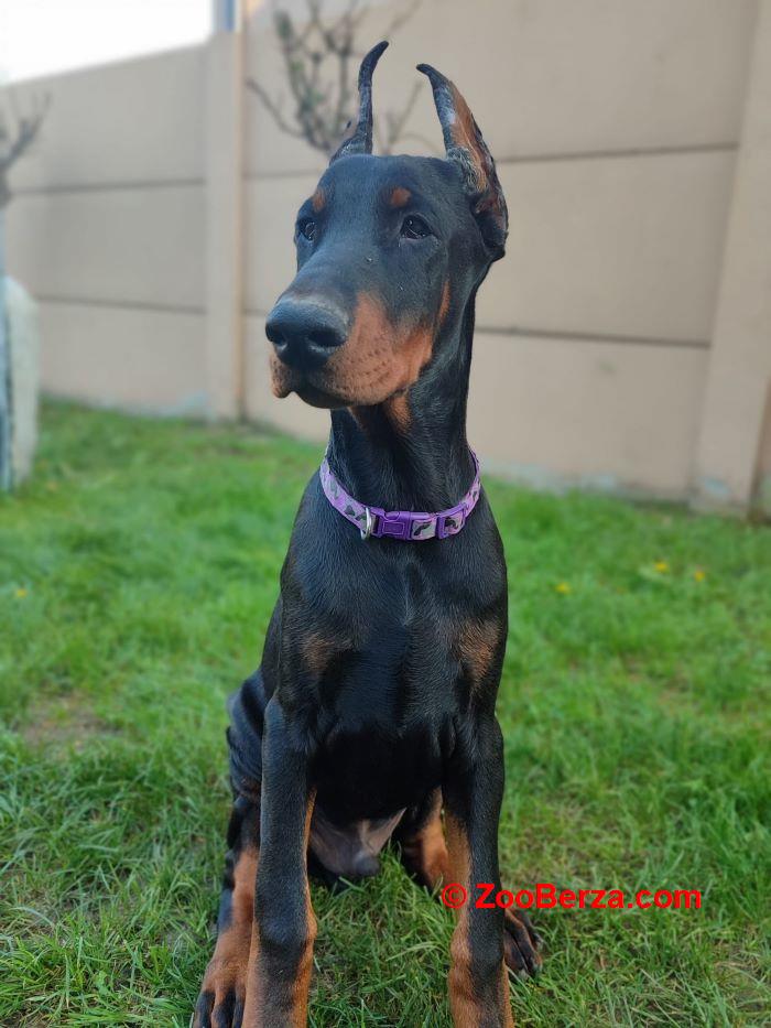 Doberman mužijak 