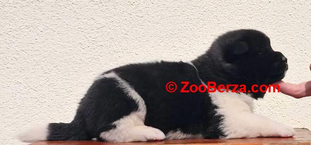 Američka Akita TOP štenci