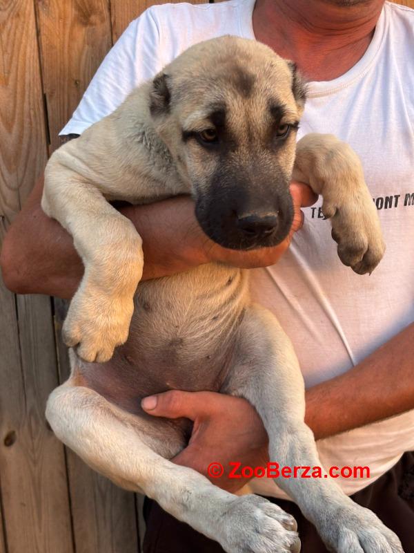 Kangal stenci