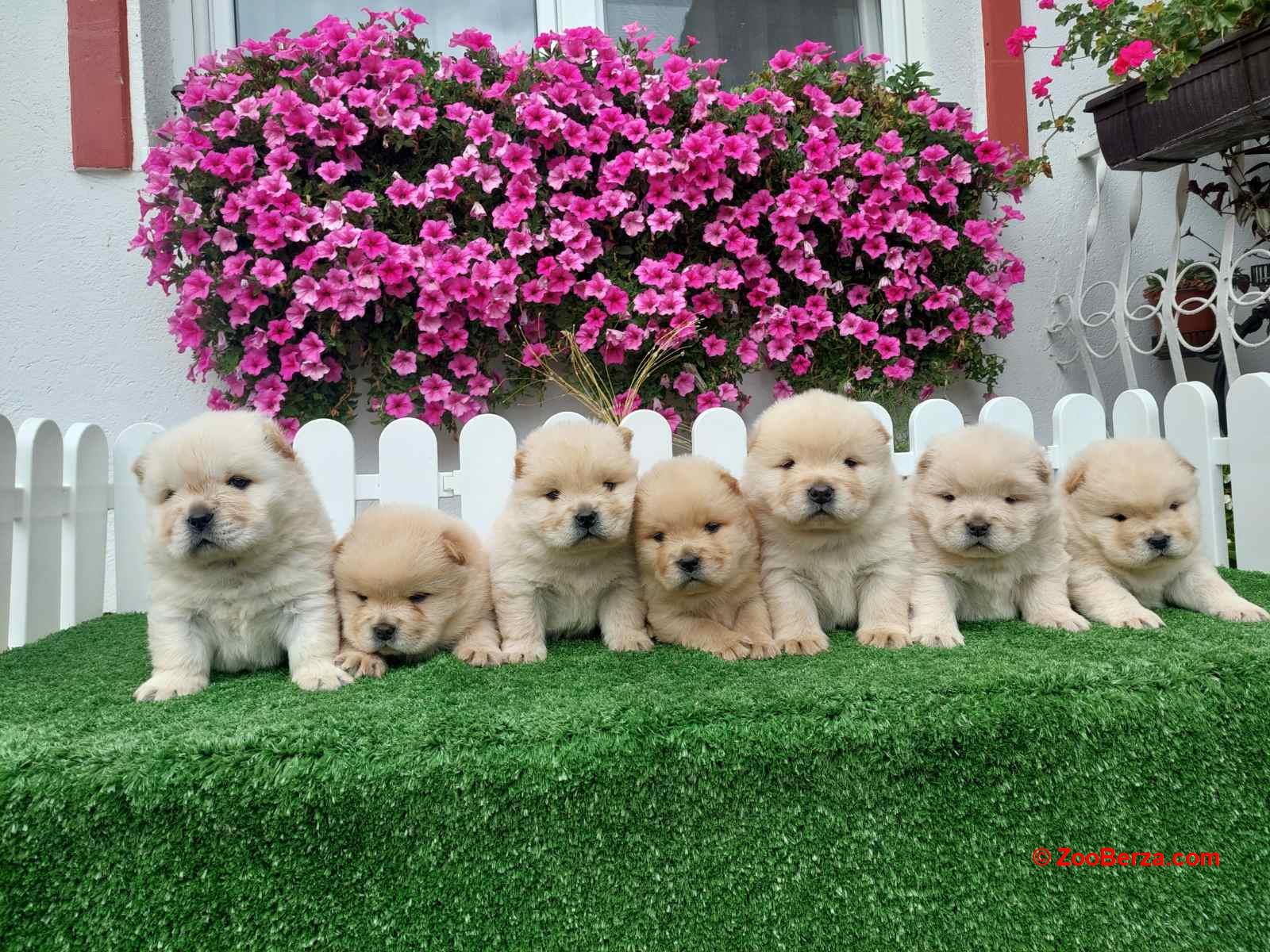 Chow Chow cau cau stenci