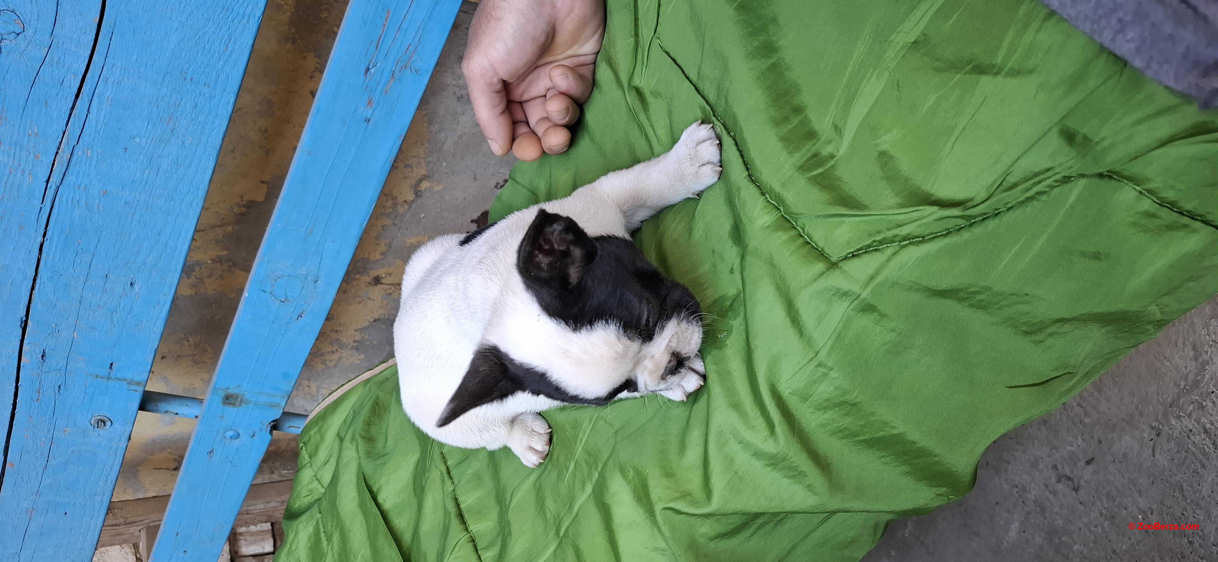 Francuski buldog