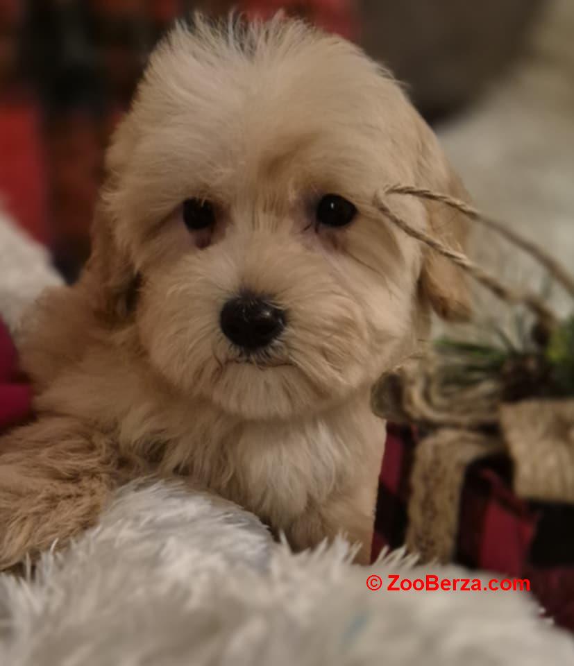 Maltipoo štenci 