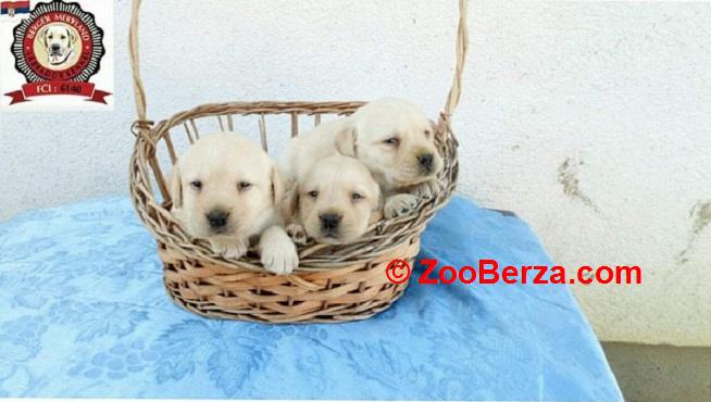 Stenci LABRADOR retrivera 