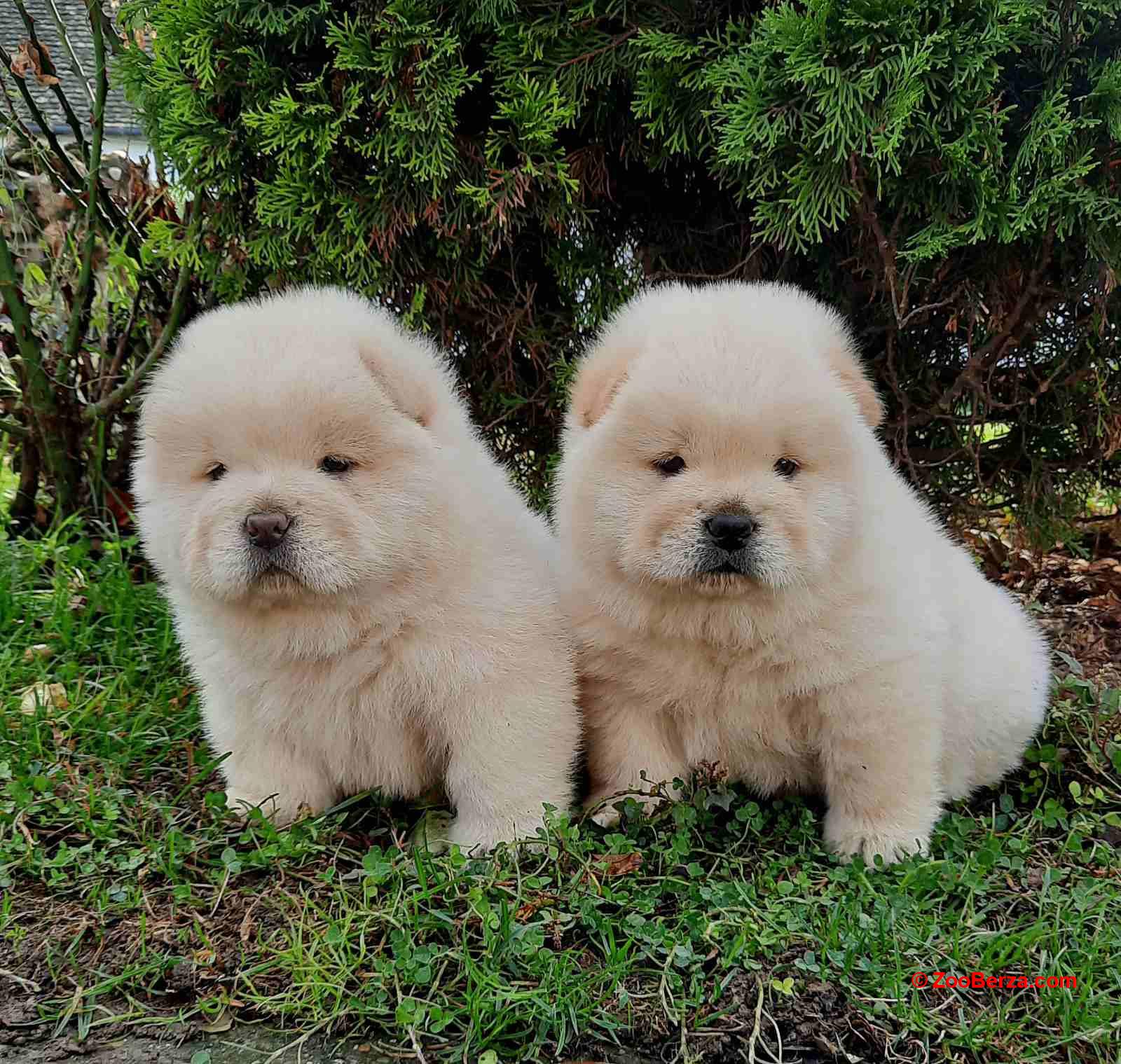 Chow chow