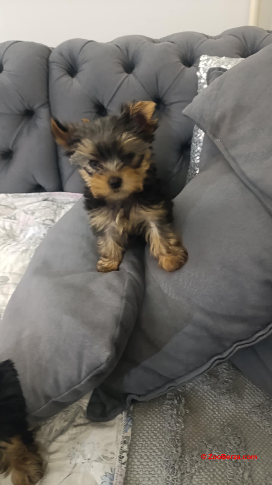 Jorksijski terijer prelepi stenci