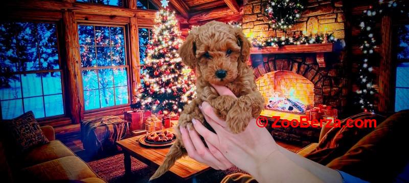 Patuljaste pudle stenci