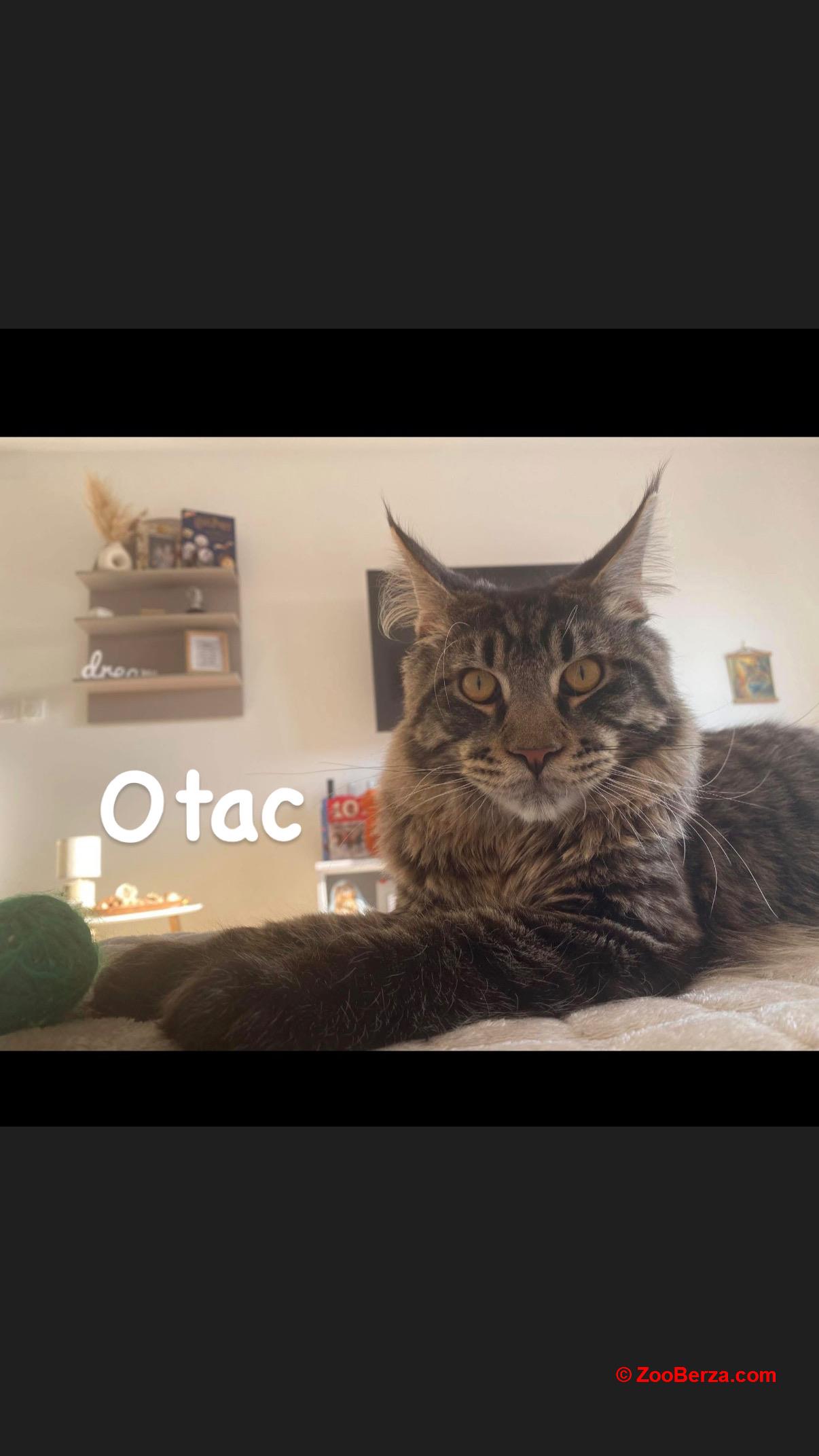 Maine coon