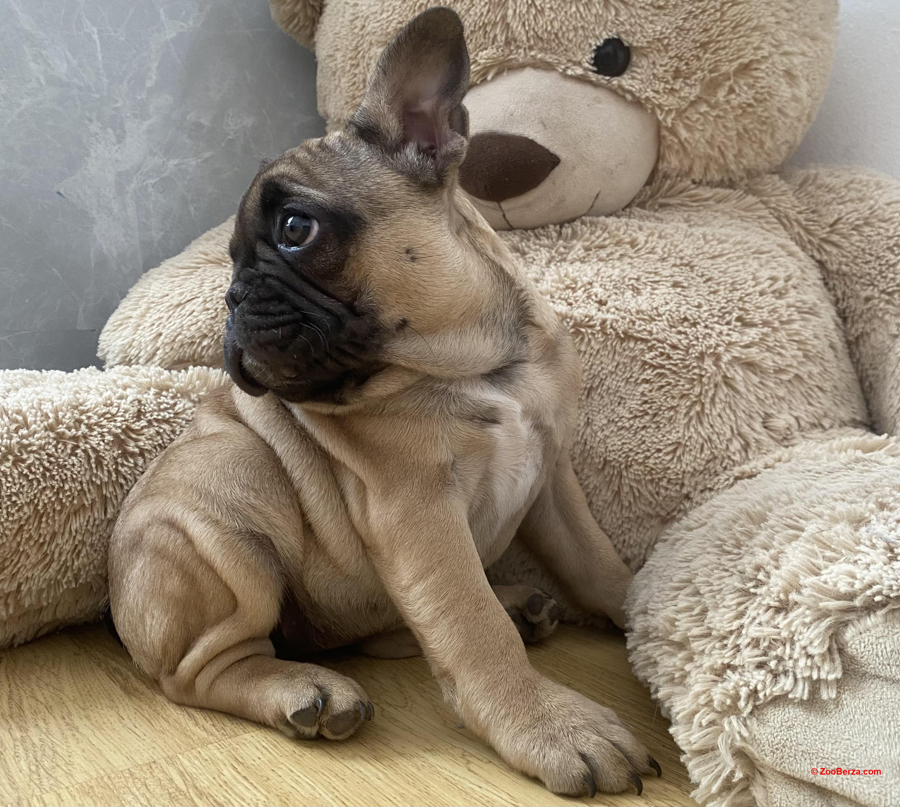 Francuski buldog