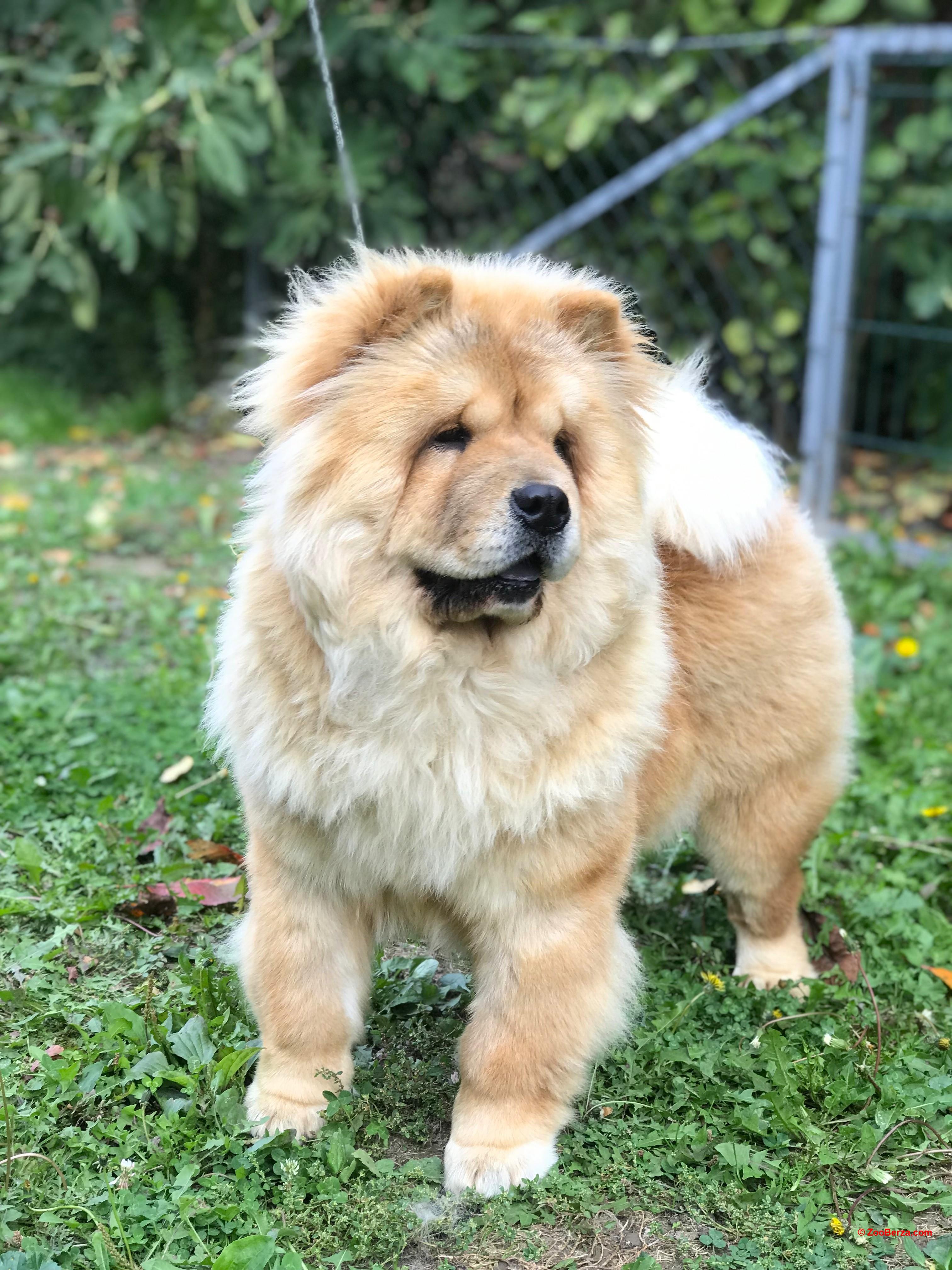 Čau Čau / Chow Chow ženka