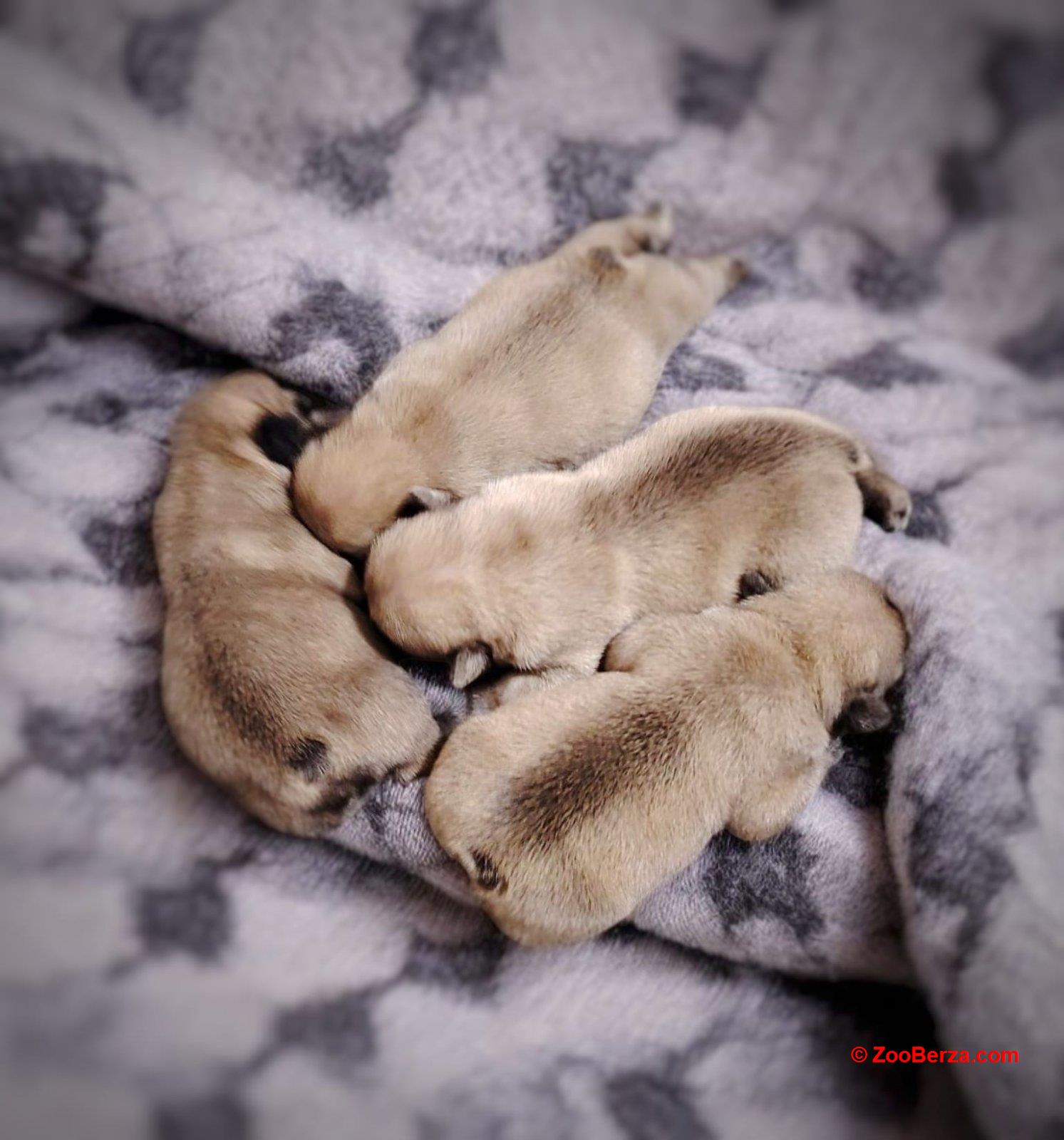 Francuski Buldog prelepi štenci