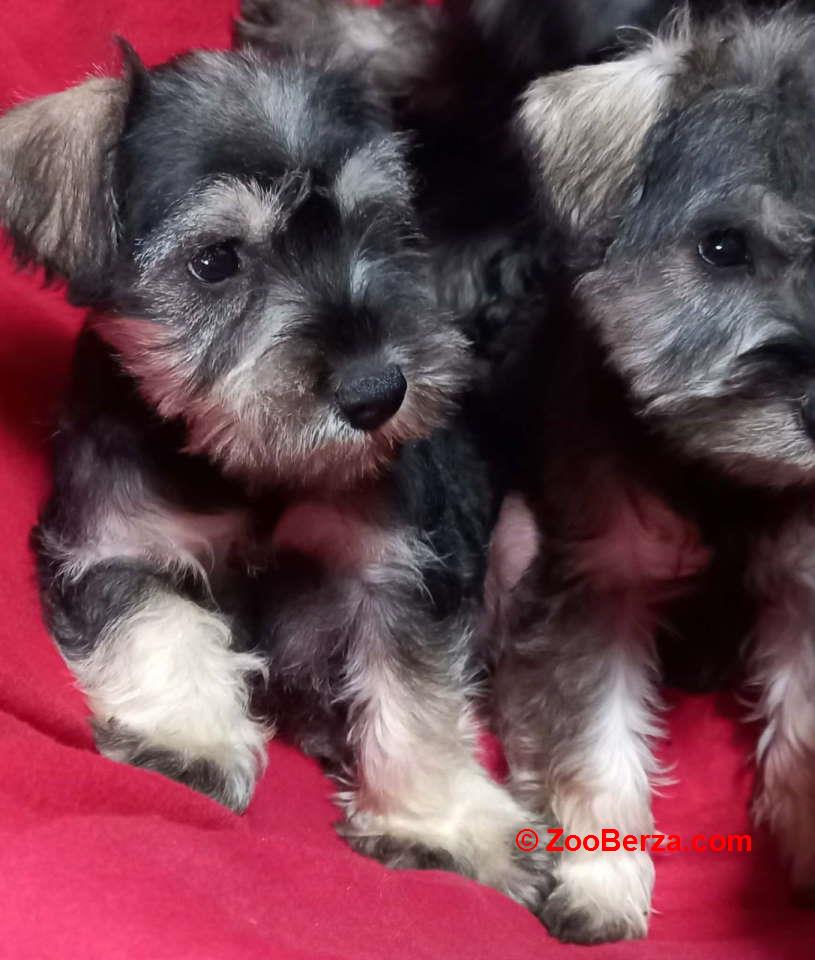 Štenci patuljastog šnaucera 