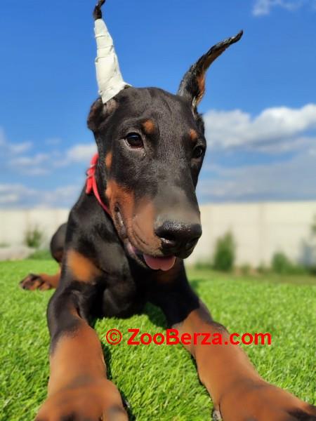 Doberman mužijaci