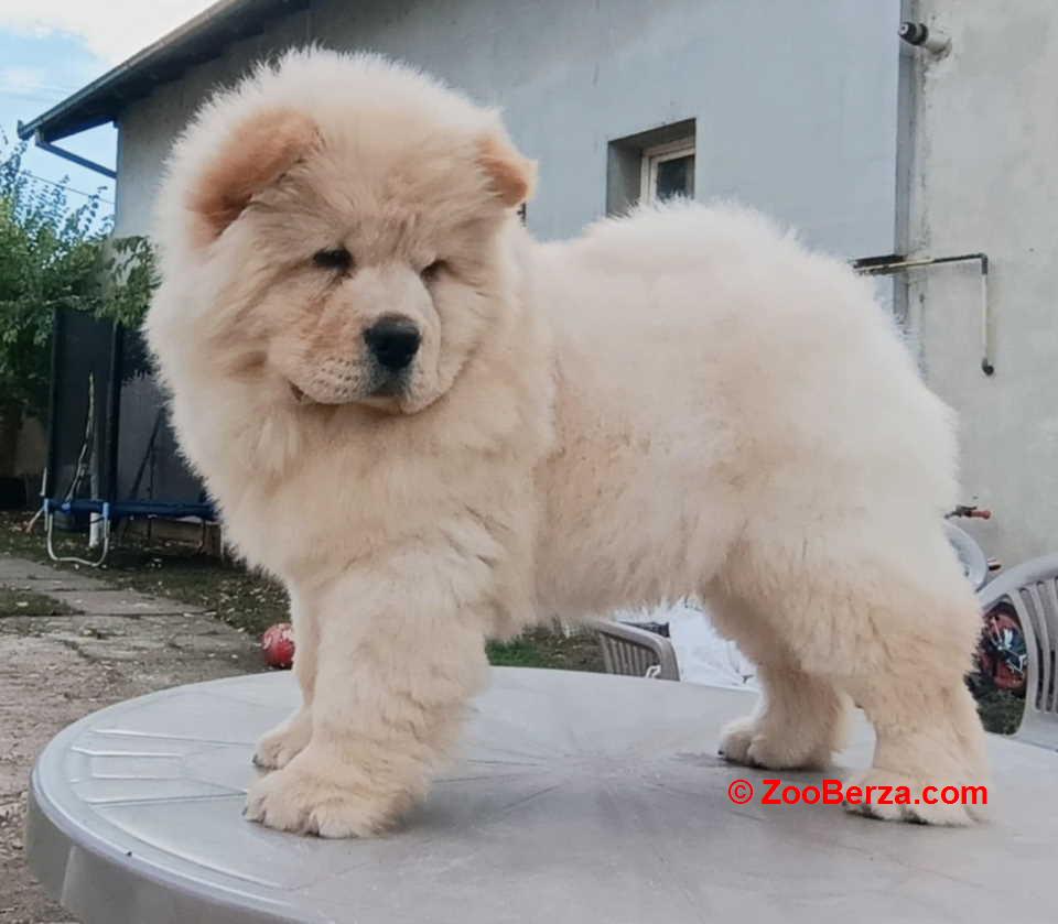 Na prodaju dva mužjaka chow chow stari tri meseca 
