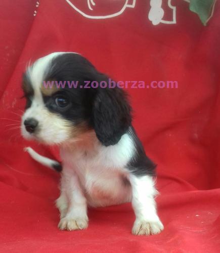 Cavalier spanijel