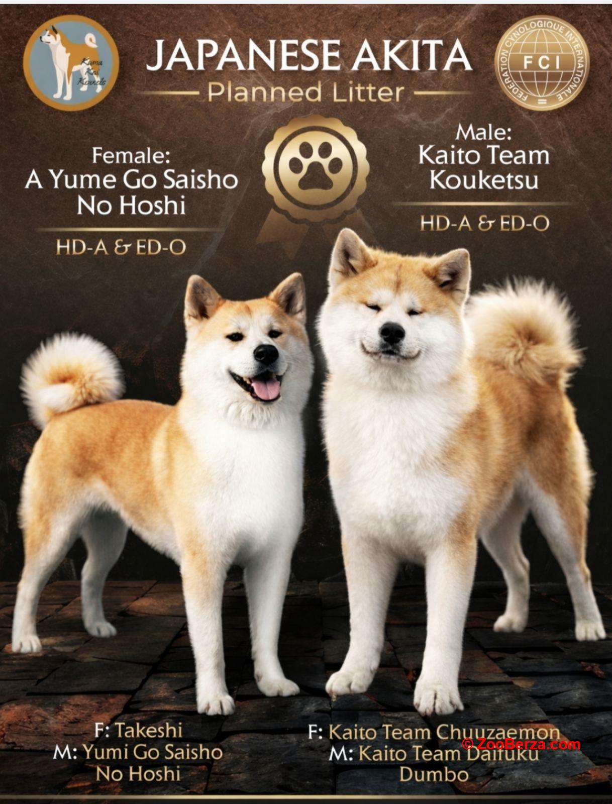 Akita Inu prelepi štenci