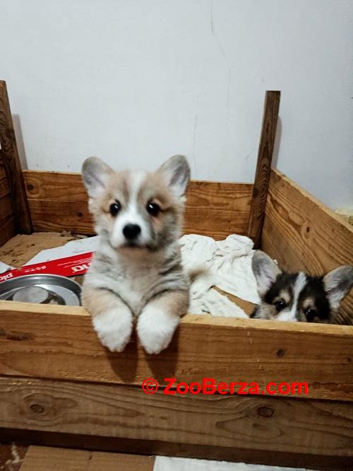 Korgi štenci na prodaju