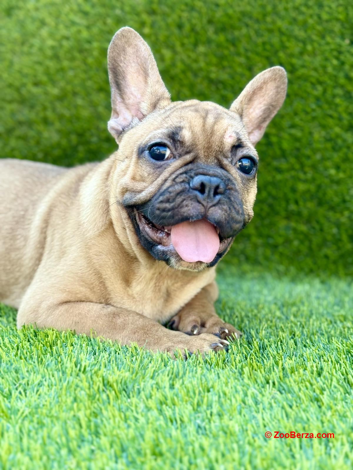 Francuski Buldog prelepi štenci