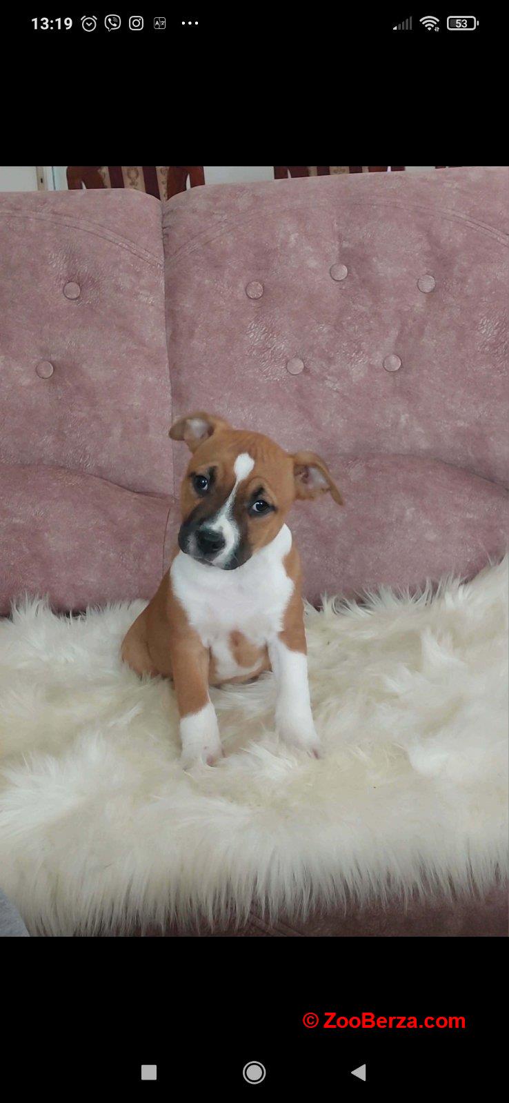 Zenke americkog staforda