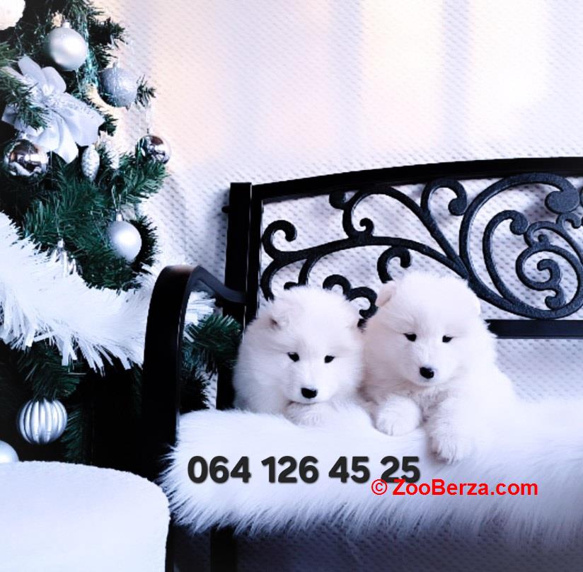 Samojed