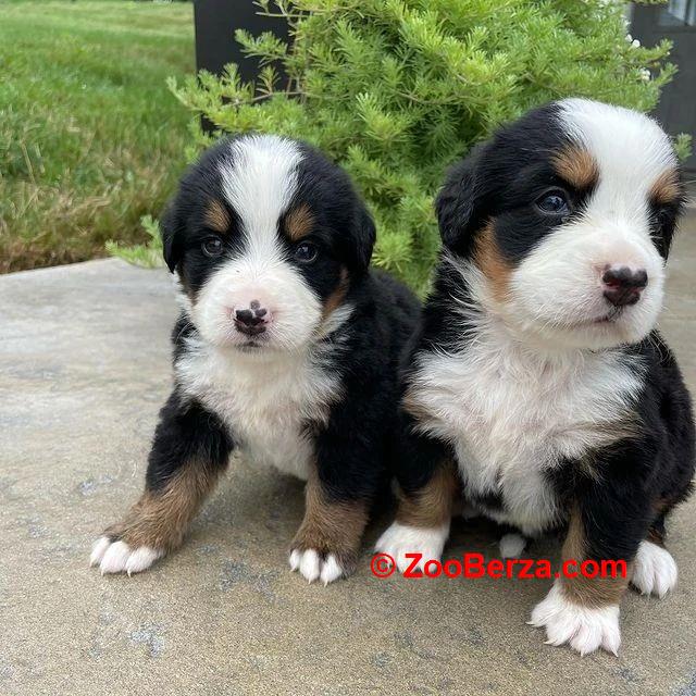 Prekrasni Bernese Mountain štenad na prodaju